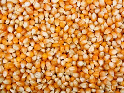 Kukurydza w zywieniu trzody chlewnej