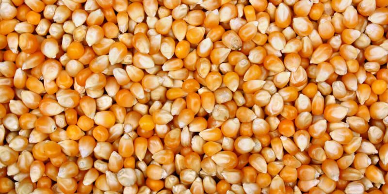 Kukurydza w zywieniu trzody chlewnej